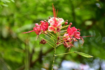 Red colored blossoms with green leaves all around .Peony tulip flowers