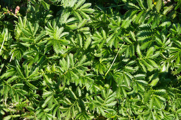 Silverweed or potentilla anserina leaves background