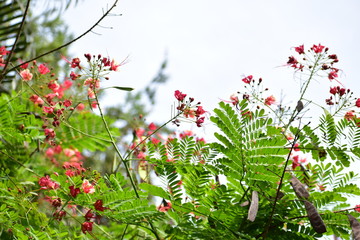 Red colored blossoms with green leaves all around .Peony tulip flowers