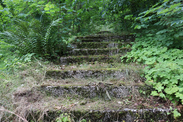 moss on the stairs of stone