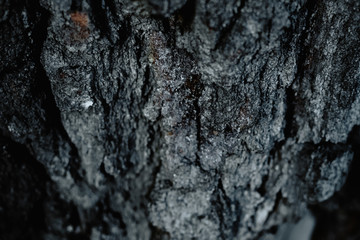 Macro shot of a tree bark. large structural texture