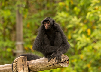 black spider monkey amazon brazil
