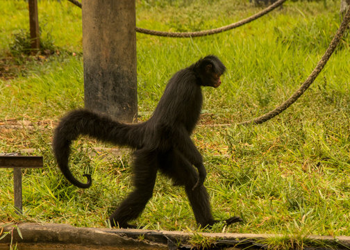 Black Spider Monkey Amazon Brazil