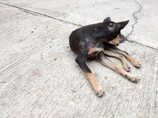 A dog lying on the cement floor
