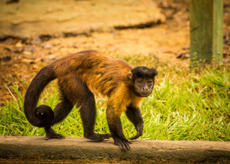 Brown Capuchin Monkey amazon brazil