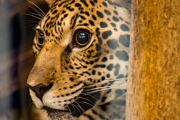 close up portrait of a leopard © SunnyRandhawa