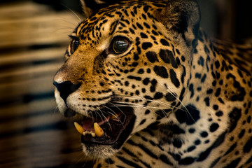 close up portrait of a leopard