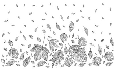Folling leaves pattern. Elm, birch, linden. Hand drawn artwork. Zentangle, doodle, tattoo. Woodcut style. Coloring book page for adult. Black and white. Bohemian ethnic concept