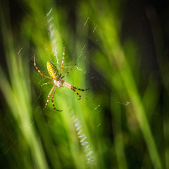 Wasp spider with prey in his web