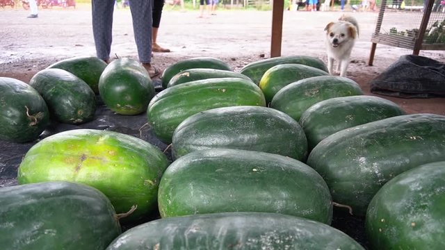many watermelons on the floor of an outdoor market in a tropical jungle town