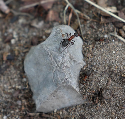 red wood ant (formica) on a stone
