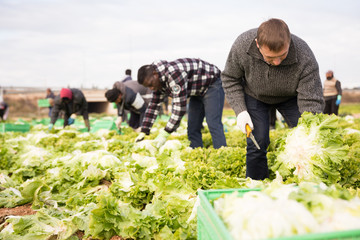 Naklejka na ściany i meble Male workers on the field stack lettuce in boxes. High quality photo
