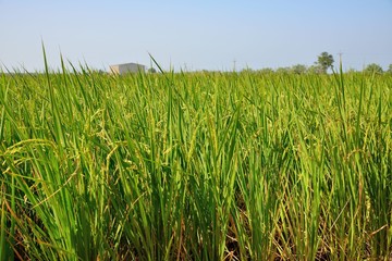 Lush green paddy in rice field,Taiwan.  