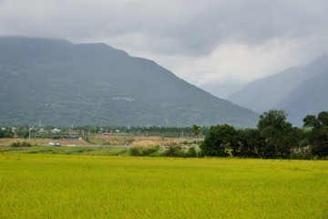 Lush green paddy in rice field,Taiwan.  