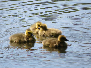 group of goslings swimming on a lake