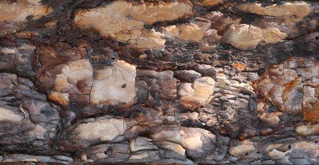 relief texture of pine dry multilayer bark as a background abstraction of the volumetric natural surface of brown shades