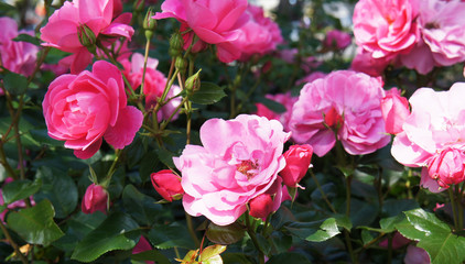 Green shrub of pink roses flowers in garden