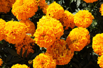 Tagetes erecta taishan gold dwarf african marigold orange flowers