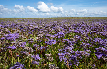 field of flowers