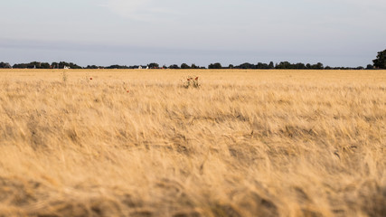 Fototapeta premium Skåne landscape with cornfields