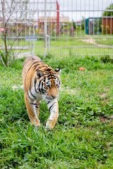 tiger in the zoo