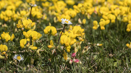 flowers and bees from Skåne, Lotus corniculatus