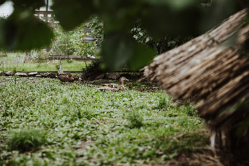 wooden fence with moss