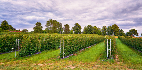 Fototapeta na wymiar Raspberry field to pick the organic fruits yourself.