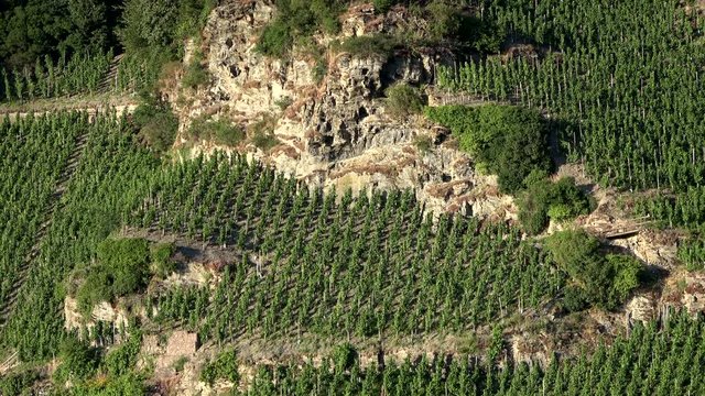 Piesporter Loreley, Felsen und Weingebiet