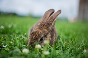 rabbit in the grass