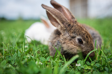 rabbit in the grass