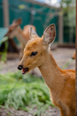 deer in the zoo