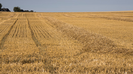 Sk&aring;ne landscape with cornfields