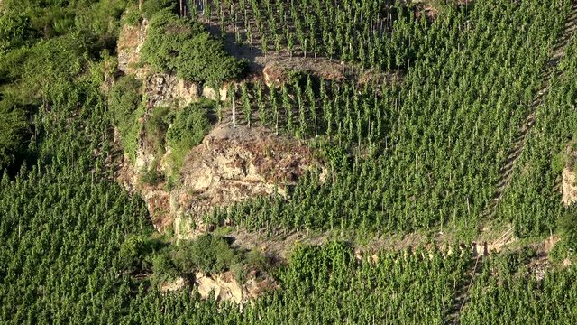 Piesporter Loreley, Felsen und Weingebiet
