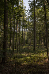 Obraz premium Skåne forest image
