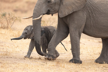 Cute baby elephant and its mother walking together on dry grass in Kruger Park South Africa