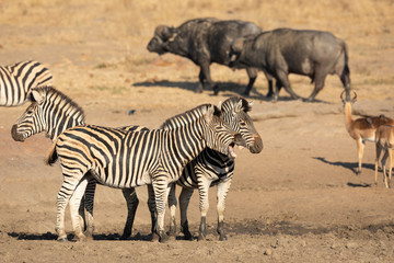 Fototapeta na wymiar Laughing zebra standing together with two other zebra near water in Kruger Park South Africa