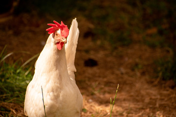 free range leghorn hen chicken in Campbell River, Vancouver Island, British Columbia, Canada