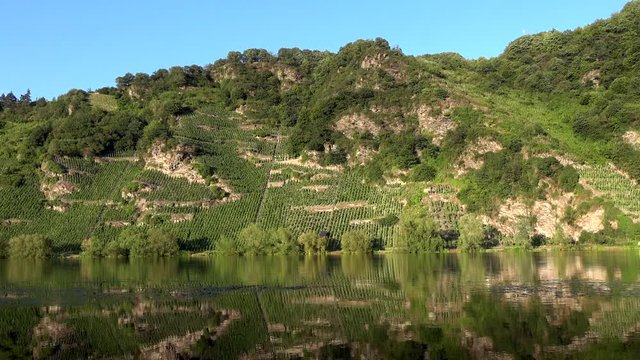 Piesporter Loreley, Felsen und Weinberg, Steillagen