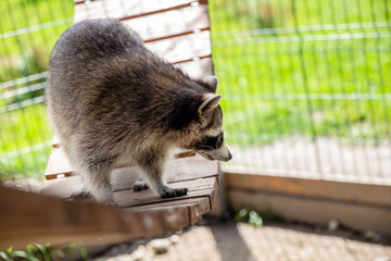 Naklejka na ściany i meble raccoon in zoo