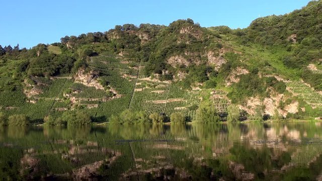 Piesporter Loreley, Felsen und Weinberg, Steillagen