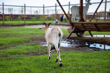 Fototapeta premium goats on a farm