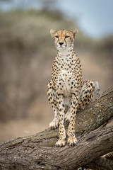 Vertical head on portrait of adult cheetah sitting on a tree log in Ndutu Tanzania