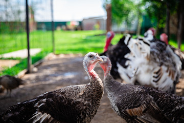 turkey on the farm