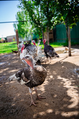 turkey on the farm