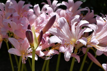 太陽の光が差すリコリス・スクアミゲラの花と蕾