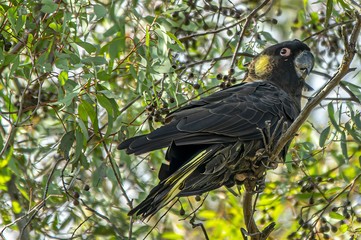 Yellow Tailed Black Cockatoo