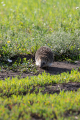 wild hedgehog walks along road to garden in search of food © Olya