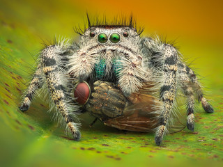 A Male Phidippus Adumbratus with blue fangs eating a housefly. Macro Close-up. A beautiful Jumping...