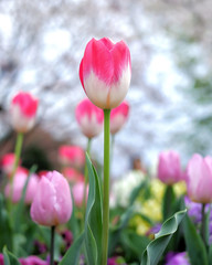 チューリップ